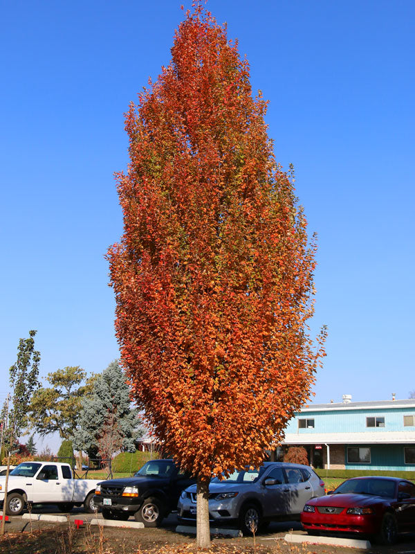 Érable rouge 'Armstrong' (acer rubrum) greffé