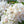 Azalea White Light