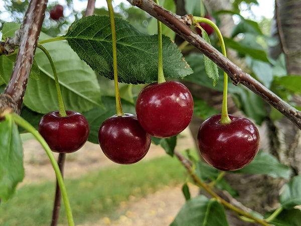 Cerisier griottier 'Balaton' prunus Cerasus