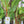 Bananier d'Abyssinie (Ensete ventricosum)