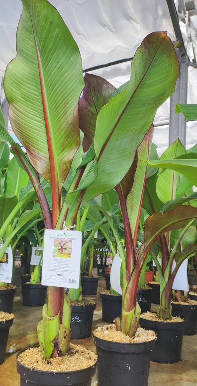 Bananier d'Abyssinie (Ensete ventricosum)