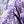 Glycine BLUE SAPPHIRE (Wisteria Sinensis)