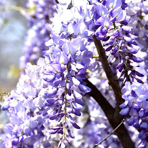 Glycine BLUE SAPPHIRE (Wisteria Sinensis)