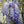 Glycine BLUE SAPPHIRE (Wisteria Sinensis)
