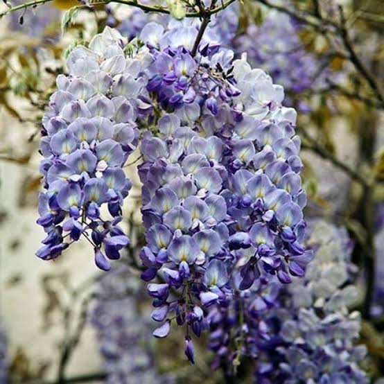 Glycine BLUE SAPPHIRE (Wisteria Sinensis)