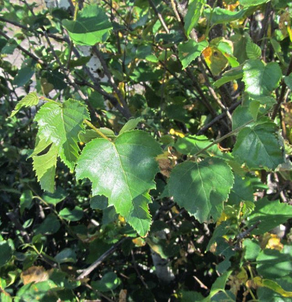 Bouleau gris (betula populifolia)