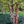 Bouleau noir - betula nigra