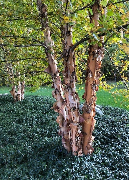 Bouleau noir - betula nigra