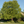 Bouleau noir - betula nigra