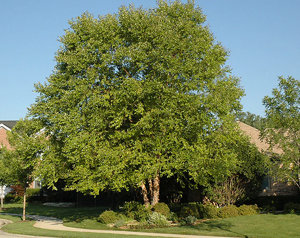 Bouleau noir - betula nigra
