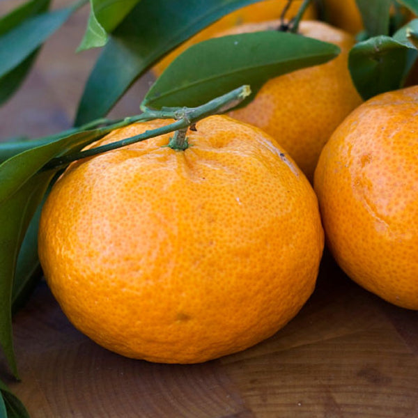 Mandarine BROWN SELECT SATSUMA (Citrus unshiu 'Brown Select')