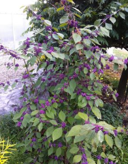 Callicarpe, arbre aux bonbons - Early Amethyst