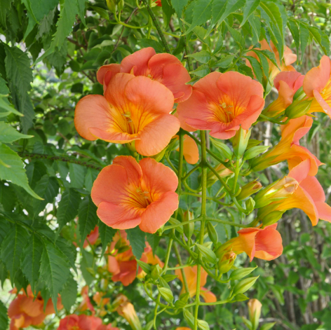 Bignone à grandes fleurs