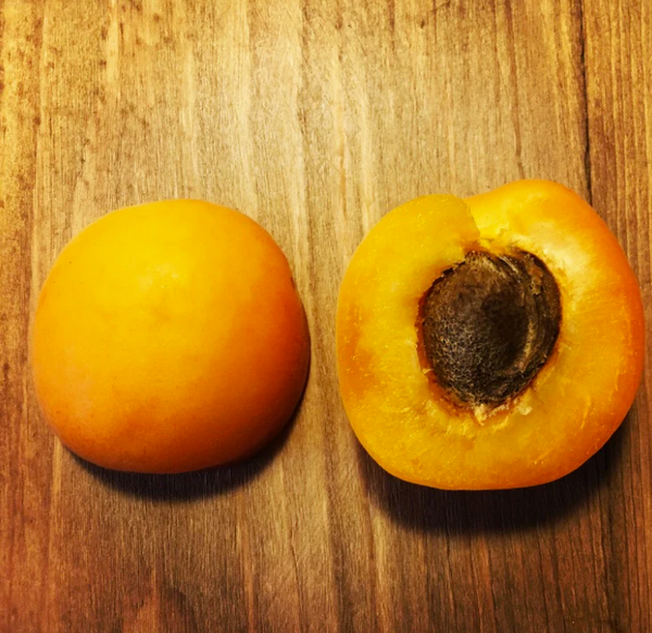 Abricotier CAPILANO semi-nain (MUSTANG)