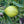 Kumquat  'CENTENNIAL' greffé
