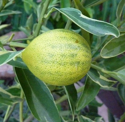 Kumquats