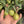 Kumquat  'CENTENNIAL' greffé
