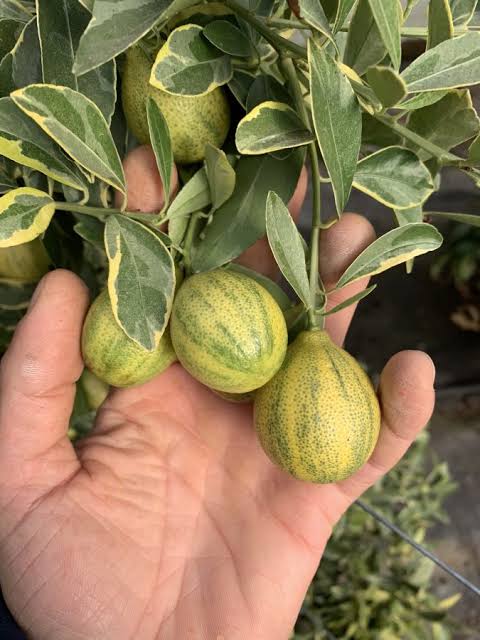Kumquat  'CENTENNIAL' greffé