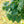 Gainier du Canada - Cercis Canadensis (Redbud)