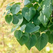 Gainier du Canada - Cercis Canadensis (Redbud)