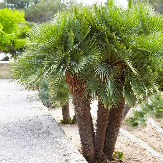 Chamaerops humilis Le palmier nain européen