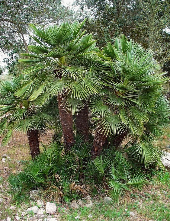 Chamaerops humilis Le palmier nain européen