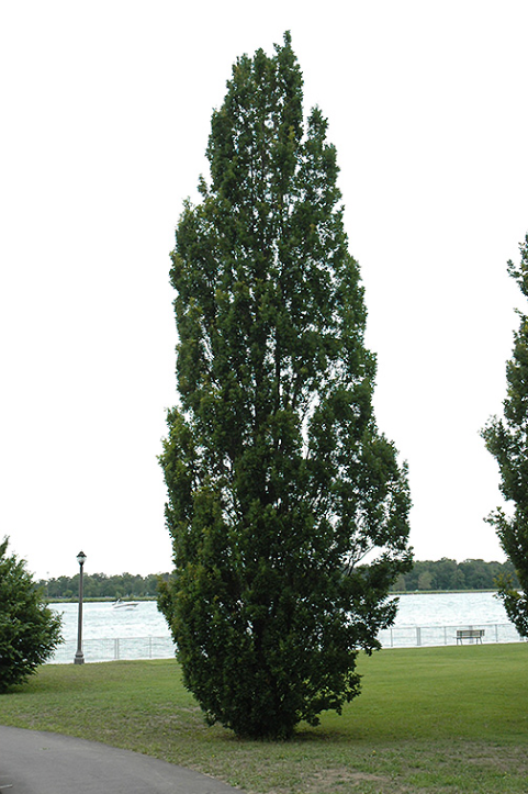 Chêne anglais colonnaire - quercus robur