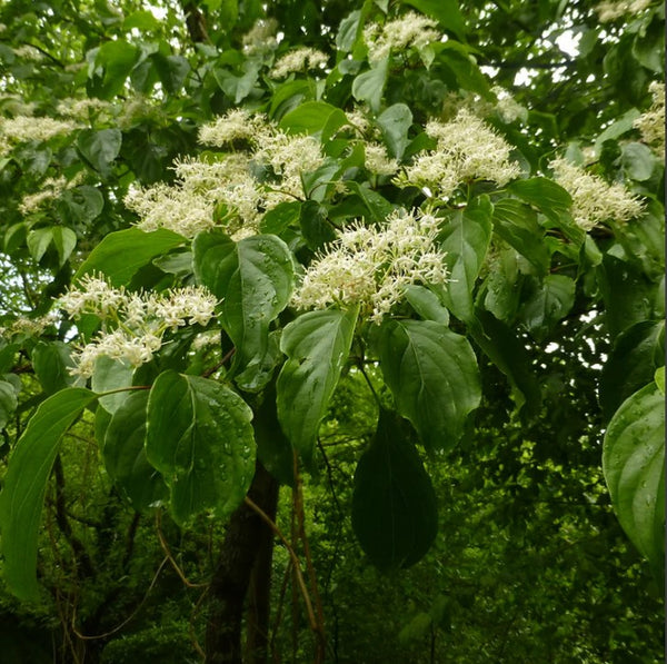 Cornouiller des marais Cornus Walteri