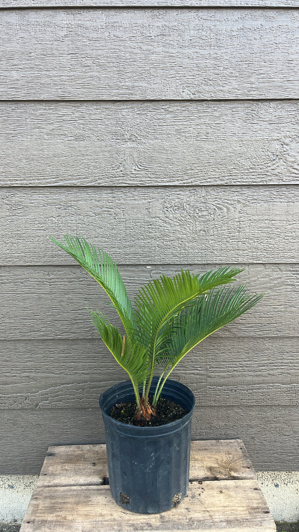 Cycas revoluta