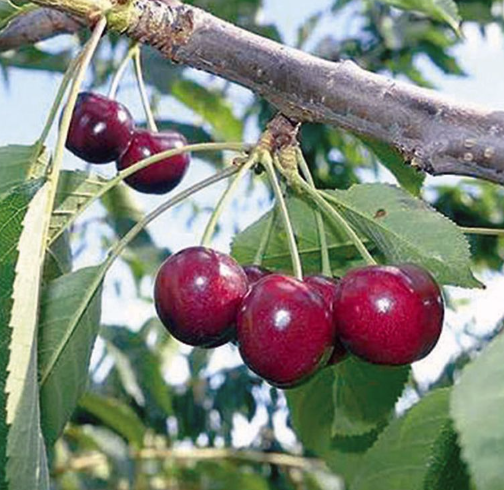 Cerisier sucré EBONYPEARL semi-nain (GISELA 12)