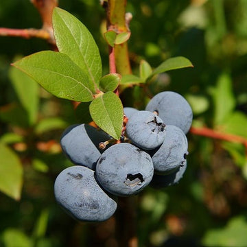 Bleuetiers – Pépinière Casse-Noisette