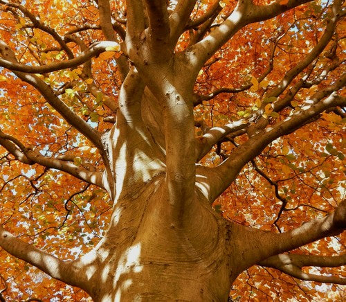 Hêtre Européen (fagus sylvatica)
