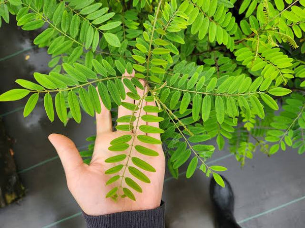 FAUX INDIGO Amorpha Buissonnante  (Amorpha fruticosa)