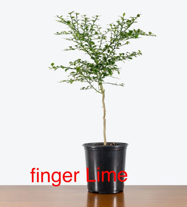 Lime Caviar 'Tasty Green' sur porte greffe