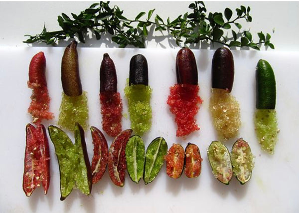 Lime Caviar 'Demerol' sur porte greffe