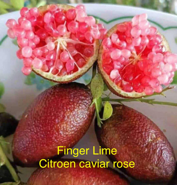 Lime Caviar 'Caviar Rose' sur porte greffe
