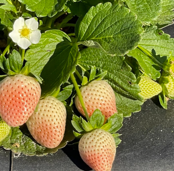 Fraisier FLORIDA PEARL