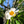 Arbre de Franklin - Franklinia alatamaha