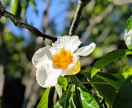 Arbre de Franklin - Franklinia alatamaha