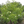 Arbre de Franklin - Franklinia alatamaha