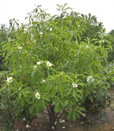 Arbre de Franklin - Franklinia alatamaha