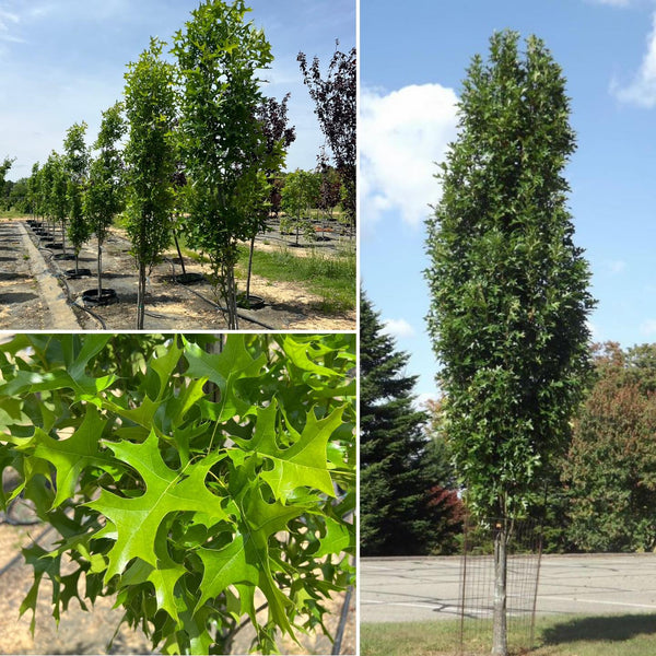 Chêne colonnaire 'GREEN PILLAR' Quercus palustris