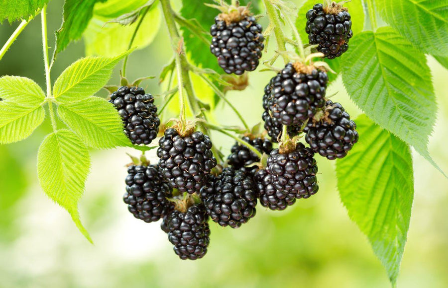Mûriers et framboisiers