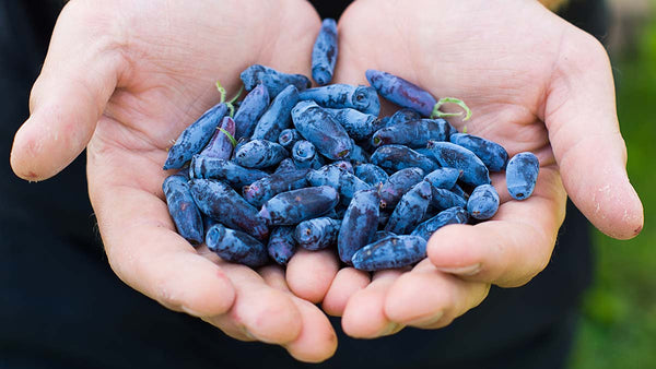 Camerisiers mystères