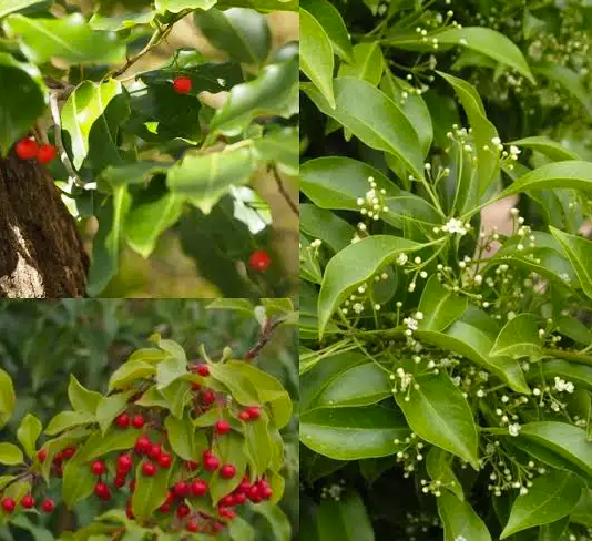 Houx à longue tiges - Ilex pedunculosa
