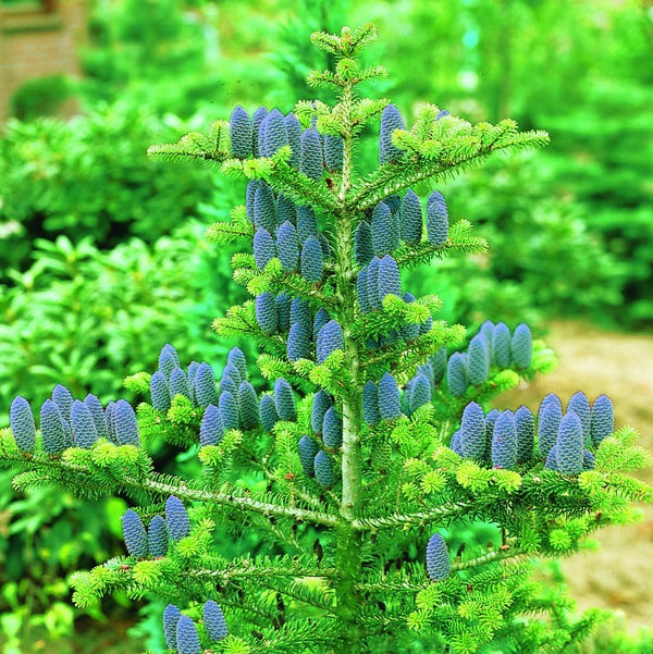 Sapin de Corée (Abies koreana)