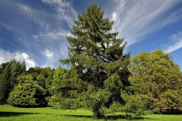 Mélèze d'Europe - larix decidua