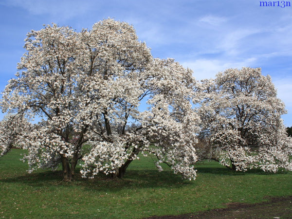 Magnolia x loebneri Dr Merril