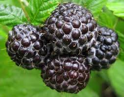 Framboise noire Mac Black rubus occi.
