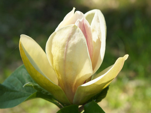 Magnolia 'Sunsation'